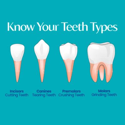 Types of Teeth and What Do They Do?