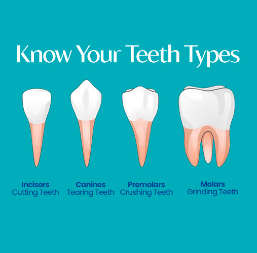 Types of Teeth and What Do They Do?