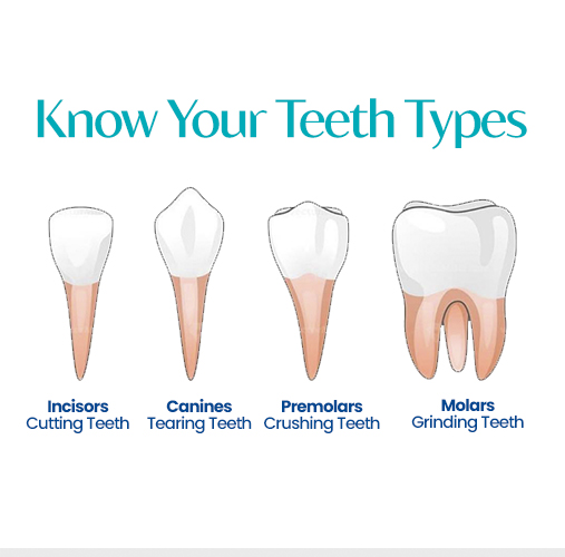 Types of Teeth and What Do They Do